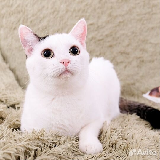 Кошечка Маруся