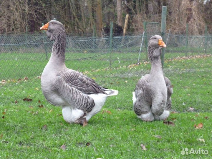 Гусята суточные