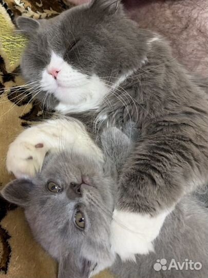 Британские котята