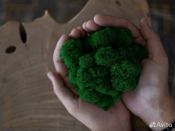 Мох ягель стабилизированный оптом и в розницу