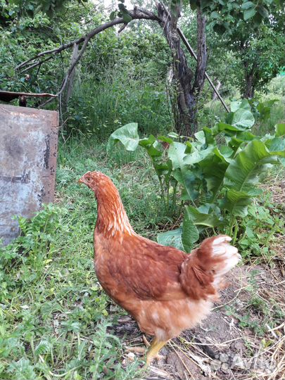 Курочки несушки с доставкой бесплатной