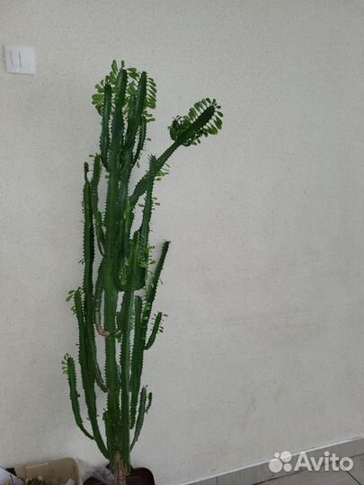 Молочай трехгранный