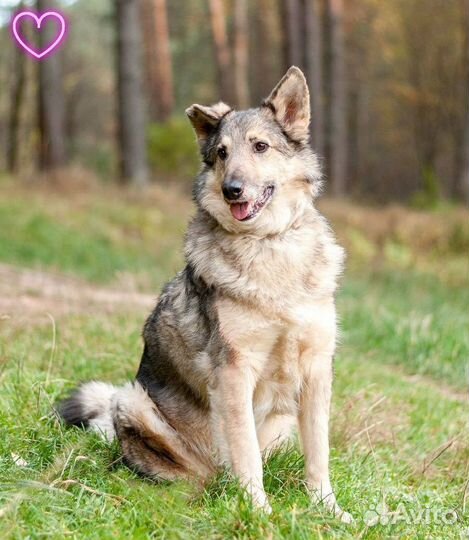 Собака в добрые руки