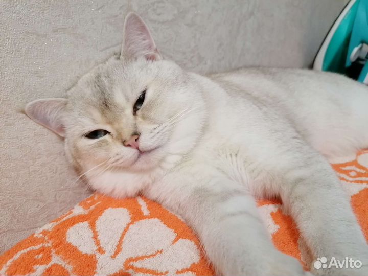 Британская шиншилла вязка