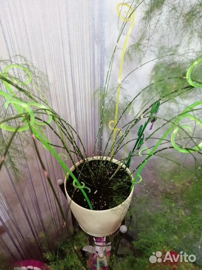 Аспарагус виргарус