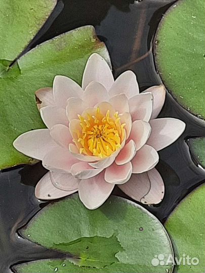 Лилия водная Нимфея, Кувшинка