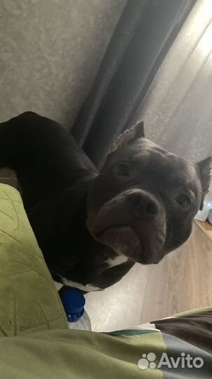 Амбулли Американский булли покет вязка