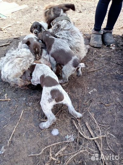 Щенки дратхаара