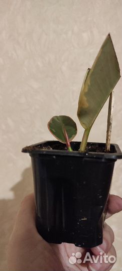 Фикус эластика Белиз