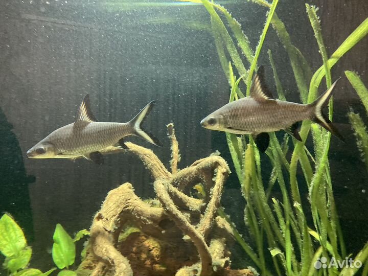 Аквариумные рыбки