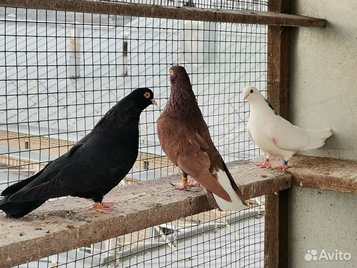 Продажа, аренда голубей