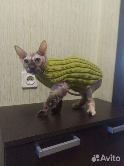 Платье для кошки. Разные