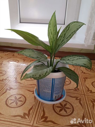 Диффенбахия