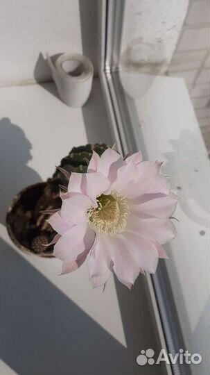 Кактус цветущий