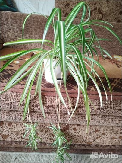 Хлорофитум