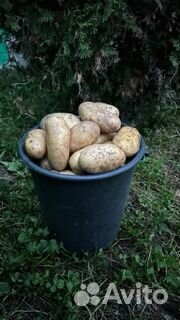 Картофель домашний