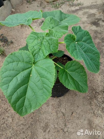 Павловния войлочная