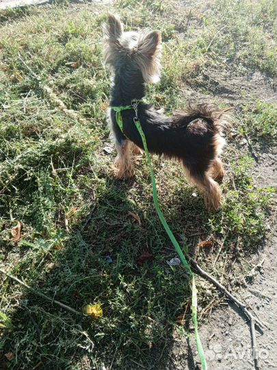 Йоркширский терьер мини