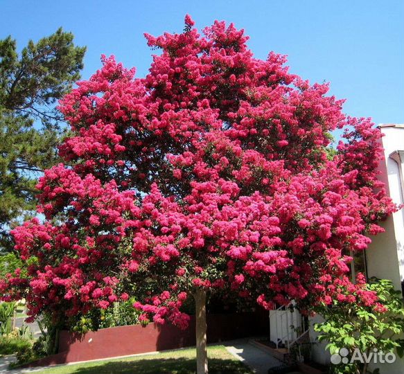 Лагерстремия