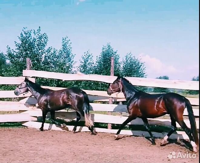 Жеребец и кобыла орловский рысак