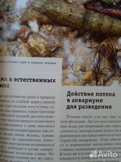 Креветки и раки