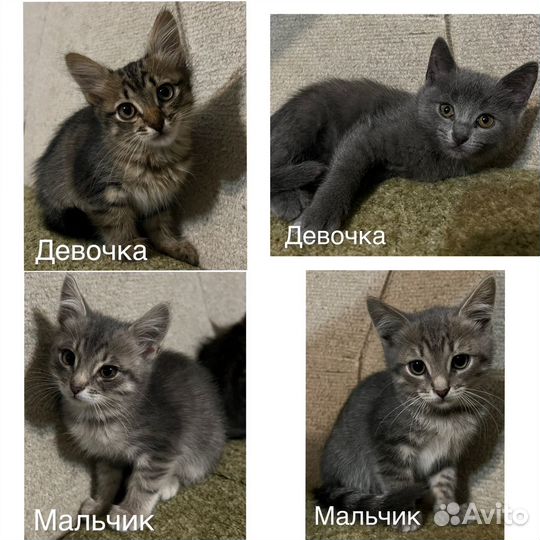 Кошка в дар бесплатно
