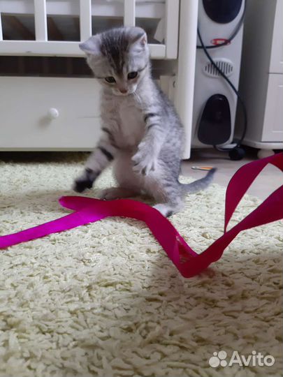 Отдам котенка в добрые руки