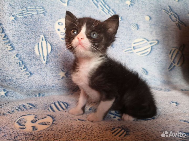 Котёнок, 1,5 месяца
