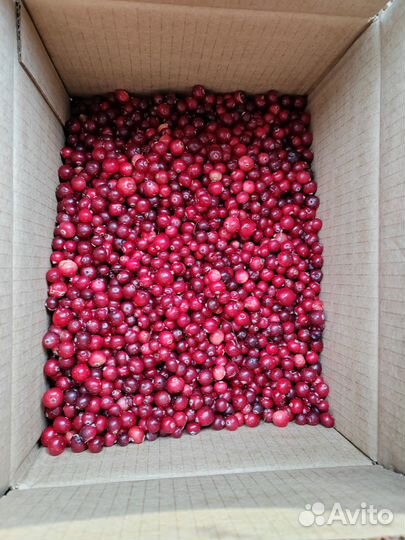 Клюква свежая оптом цена за кг