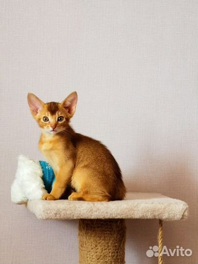 Абиссинские котята