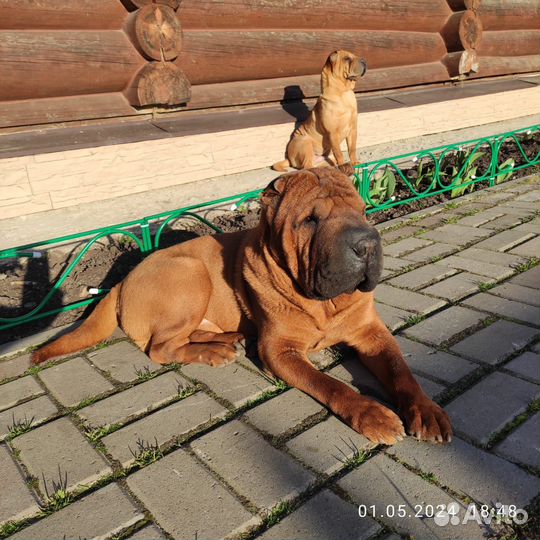 Собака