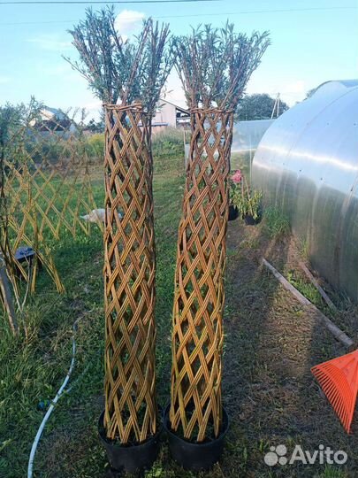 Плетеные деревья из ивы