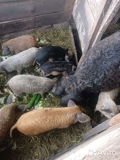 Венгерская мангалица