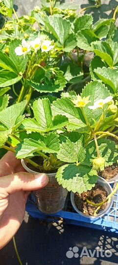 Рассада клубники ремонтантной Кабрилло