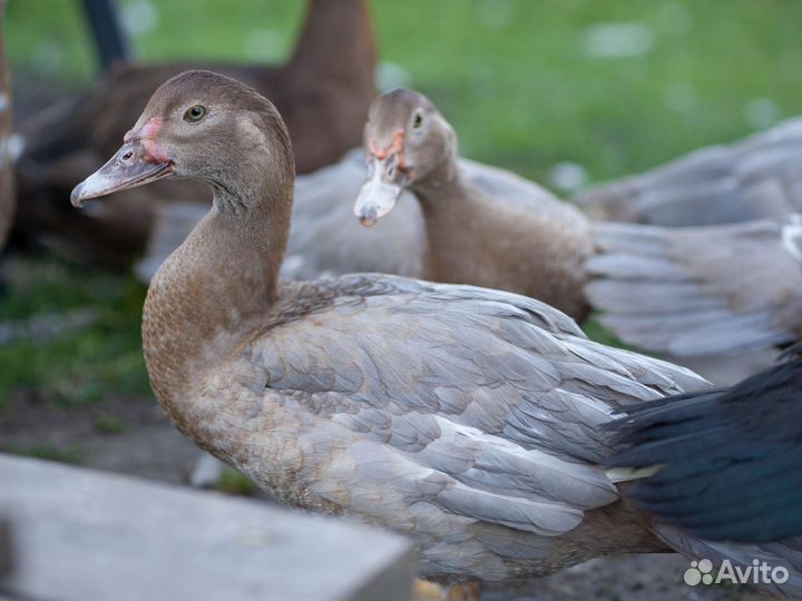 Селезни индоутки