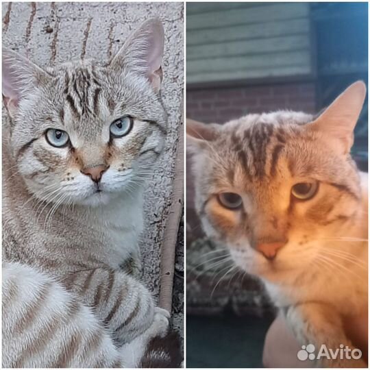 Потерялся кот
