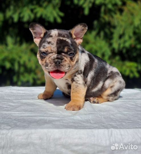 Французский бульдог щенки мерле