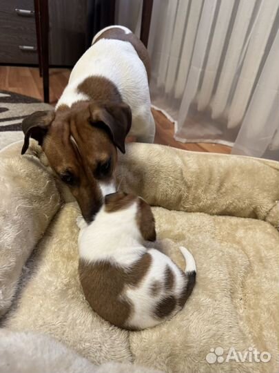 Щенки джек рассел терьер