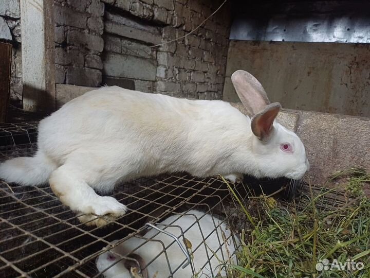 Кролик мясных пород