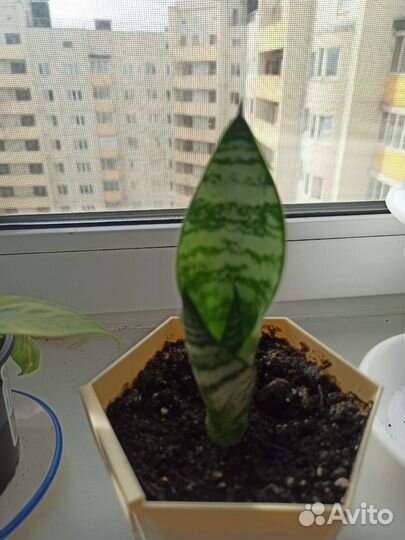 Сансевиерия с горшком