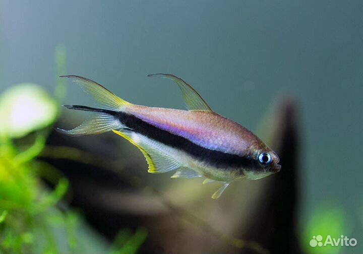 Аквариумные рыбки