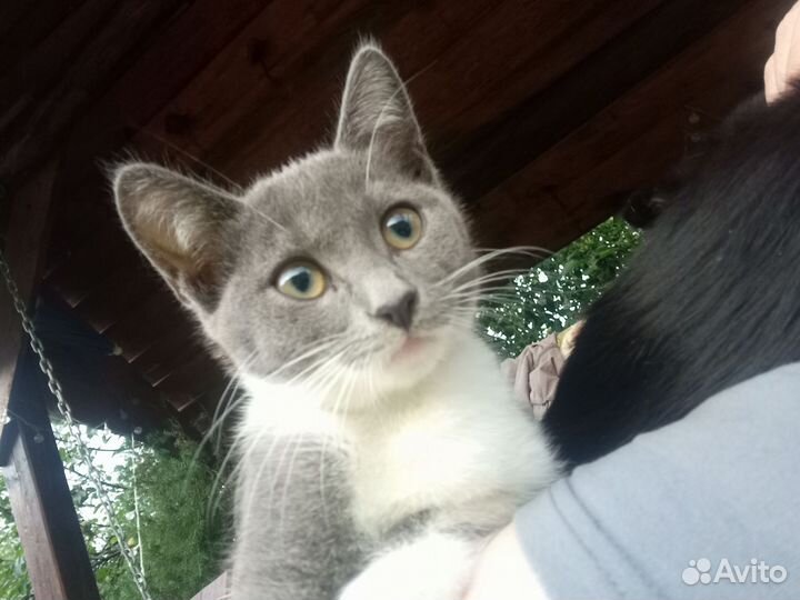 Котенок - девочка