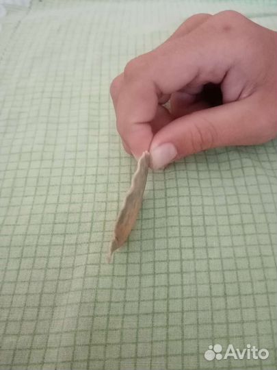 Ракушка морская