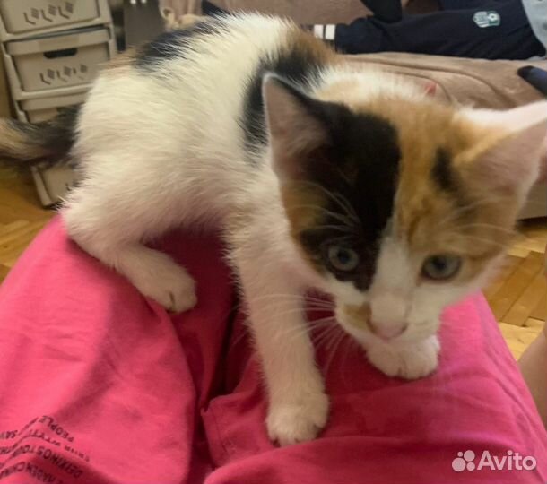 Трехцветный котенок в добрые руки