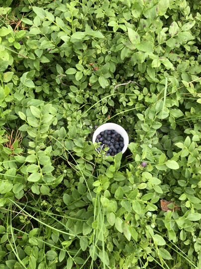 Дом 50 м² на участке 30 сот.