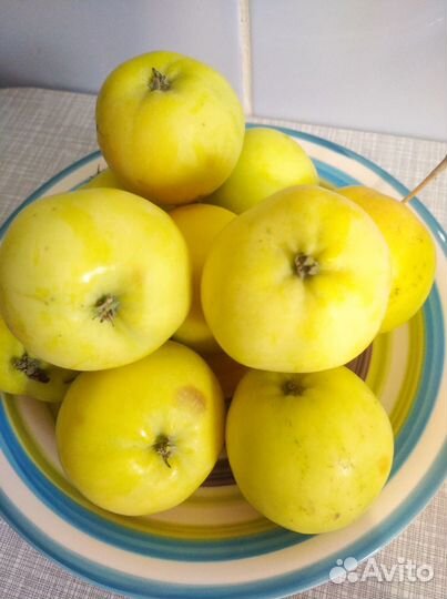 Яблоки домашние