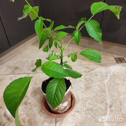 Грецкий орех саженцы