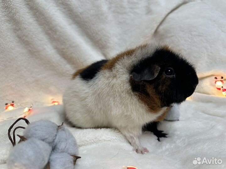 Американский тедди девочка морская свинка