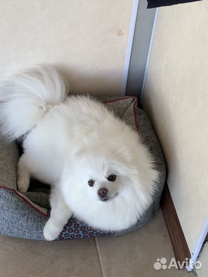 Шпиц на вязку