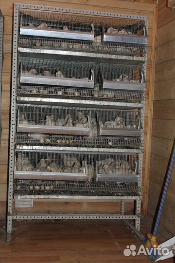 Перепела техасец